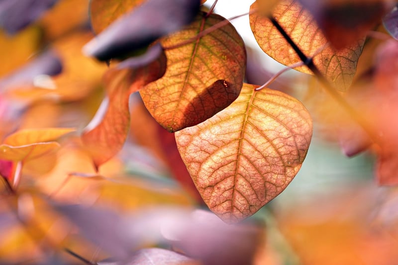 Seasonal planting