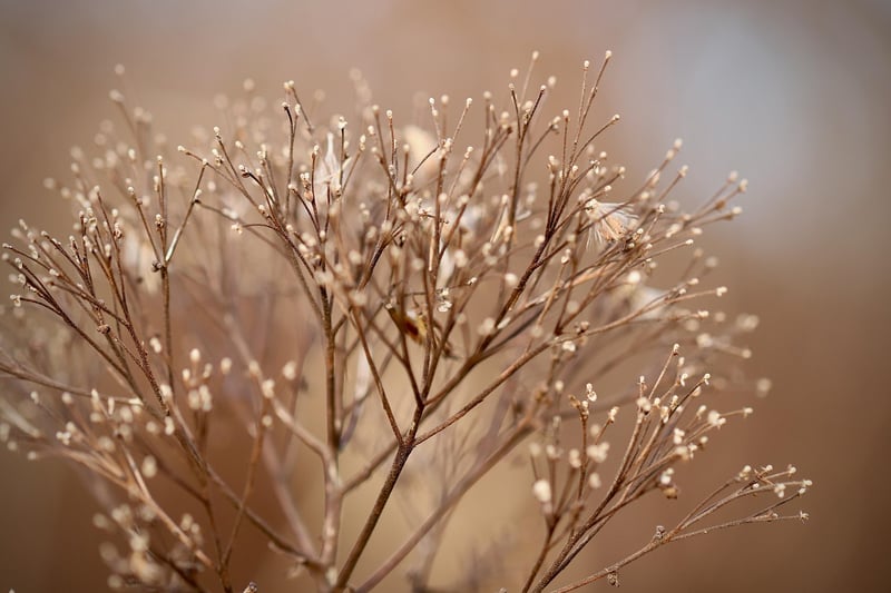 Seasonal Planting